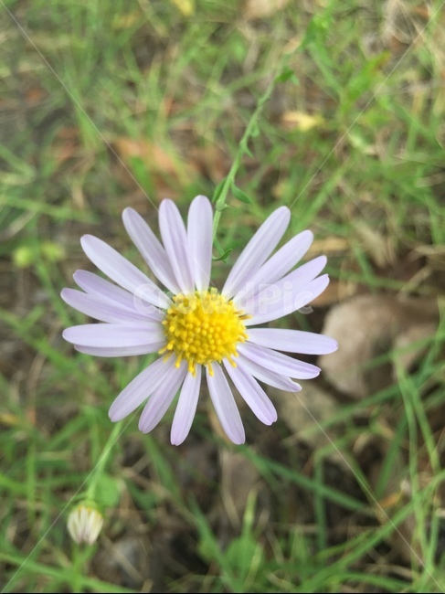 nature,outdoors,자연,옥외,sky,weather,날씨,하늘,식물,자연,plants,nature,꽃,flower