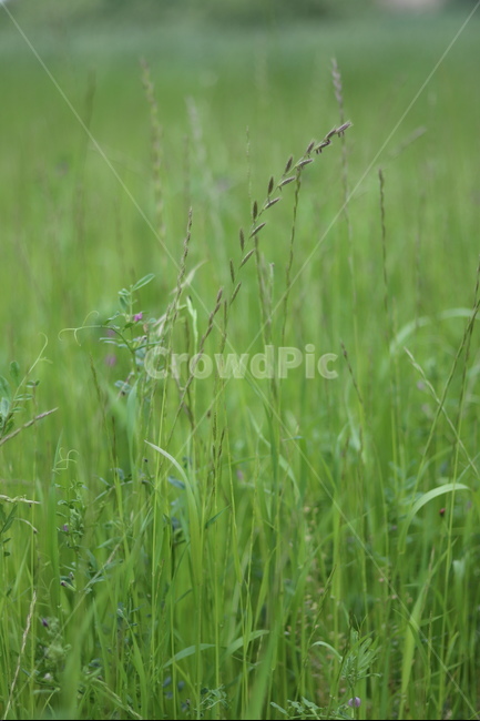 풀,잡초,초록,봄,흐림,식물,자연,plants,nature