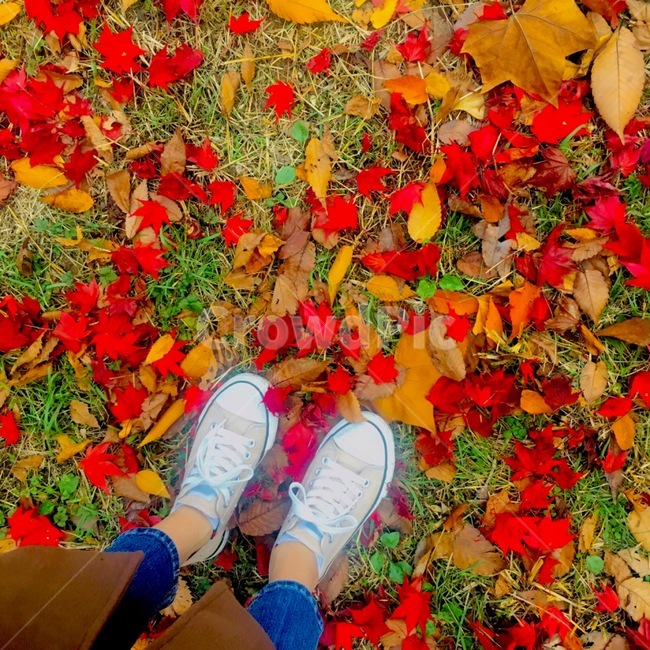 plant,식물,leaf,잎,clothing,의류,apparel,의복,shoe,구두,footwear,신발류,낙엽,가을,단풍,단풍잎,fall,fallenleaves,leaves,가을,계절,fall,autumn,season