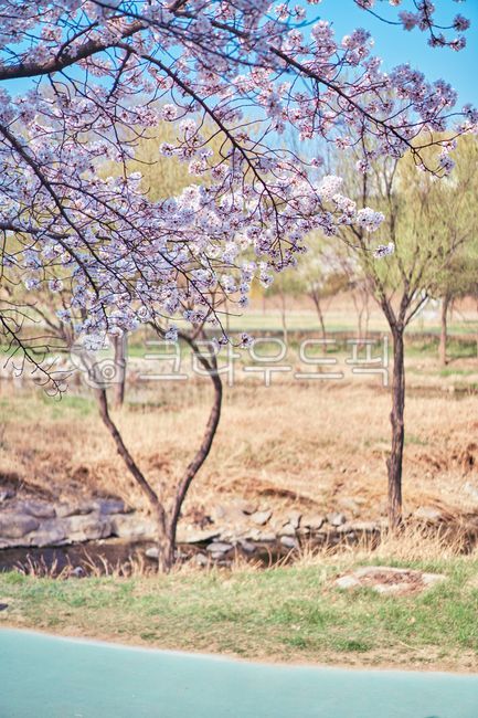 blue sky,pink,Cherry Blossom,nature,tree,spring plants,pink flower,Emotional photo,flower,spring flowers,spring,plant,emotional cherry blossom
