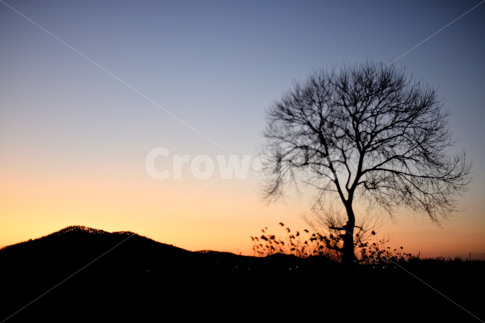 석양,풍경,야경,나무,노을,저녁,자연,자연,풍경,nature,landscape,실루엣,그림자,silhouette,shadow,outdoors,옥외