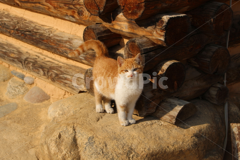 동물,고양이,아기고양이,cat,반려동물,동물,animal,포유류,mammal,고양이,cat,kitten,kitty