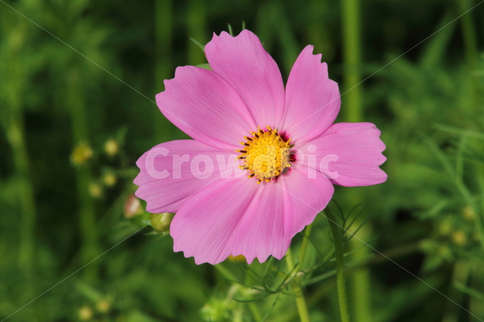 코스모스,꽃,식물,가을꽃,cosmos,가을,계절,fall,autumn,season,식물,자연,plants,nature,꽃,flower,plant,petal,꽃잎,blossom