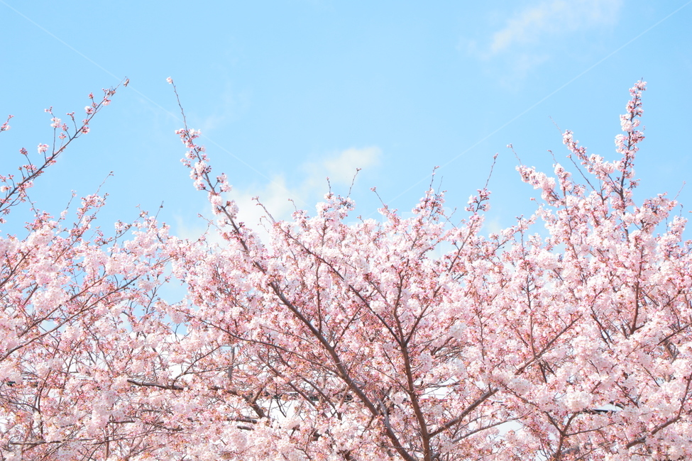 벚꽃,봄,blossom,자연,꽃,분홍,하늘,나무,식물,season,flower,pink,plants,nature,spring,봄,계절,spring,season,자연,풍경,nature,landscape,plant