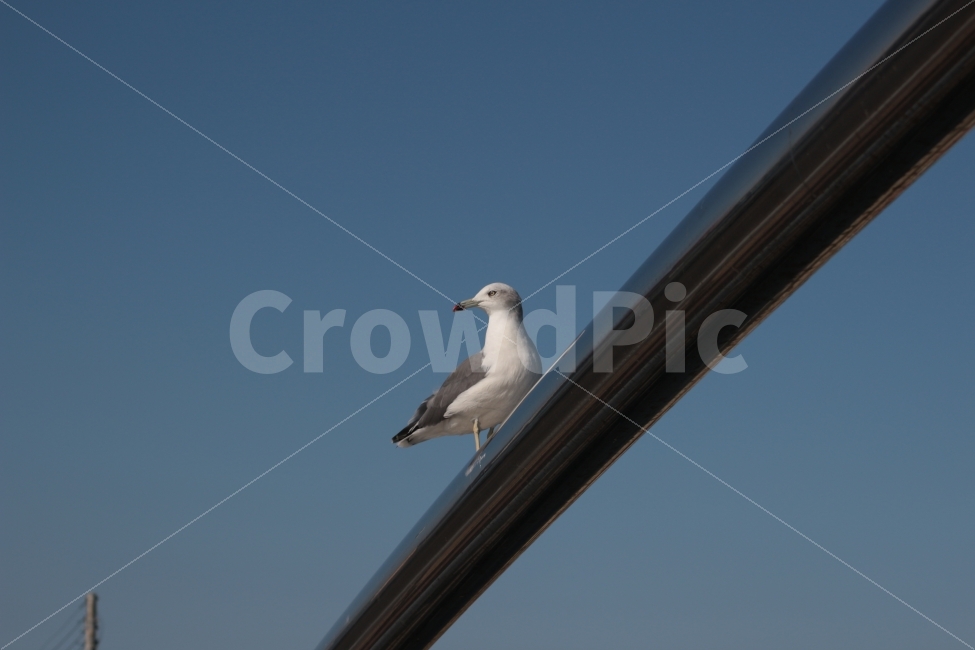 동물,새,조류,갈매기,gull,동물,animal,조류,새,birds