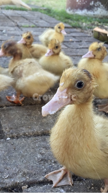 오리,baby,자연,동물,새,동물,animal,조류,새,birds