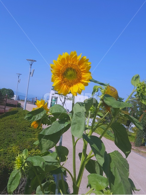 해바라기,꽃,자연,노랑,풀,식물,색감