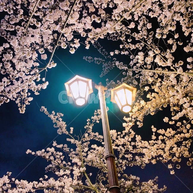 벚꽃,가로등,밤벚꽃,벚꽃하늘,밤