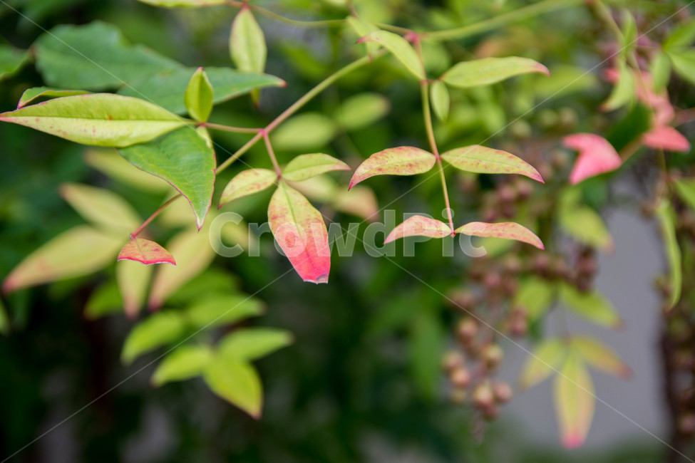 식물,잎,물들다,자연,풀,열매,식물,자연,plants,nature