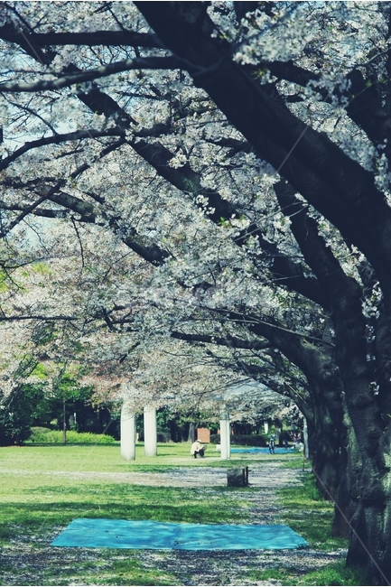 벚꽃,cherryblossom,cherry,벚나무,white,화이트,꽃,flower,봄,spring,꽃잎,자리,공원,seat,park,꽃놀이,hanami,하나미,풀밭,grass,나무,tree,봄,계절,spring,season,식물,자연,plants,nature,나무,trees,wood,plant,잔디