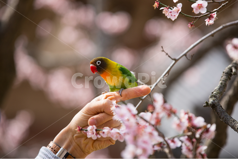 앵무새,새,동물,조류,매화,animal,bird,공존,봄,계절,spring,season,동물,animal,조류,새,birds