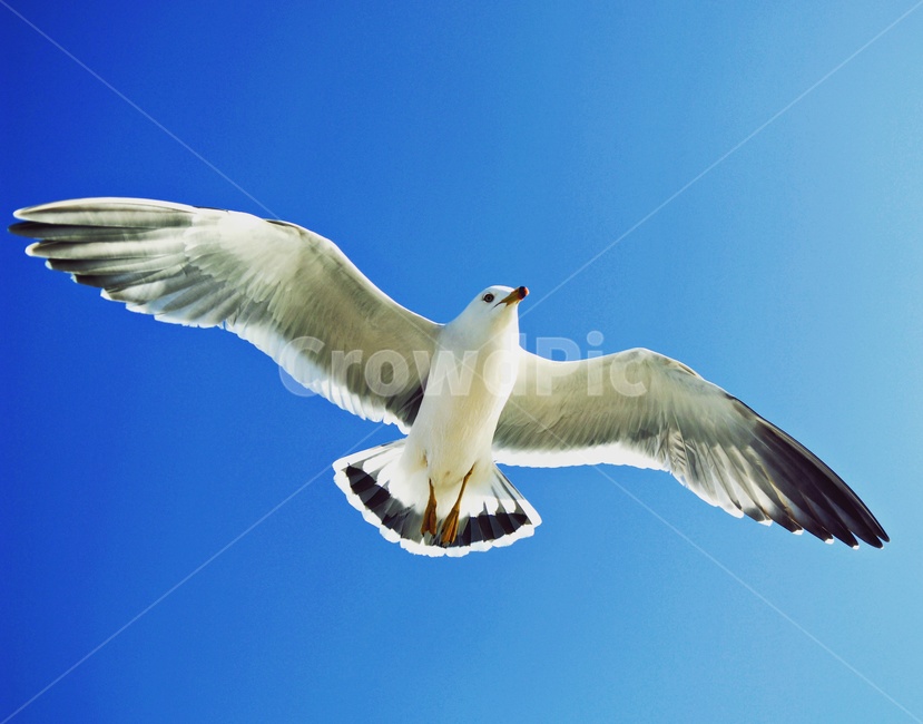 새,조류,갈매기,새우깡,하늘,궁평항,동물,animal,조류,새,birds
