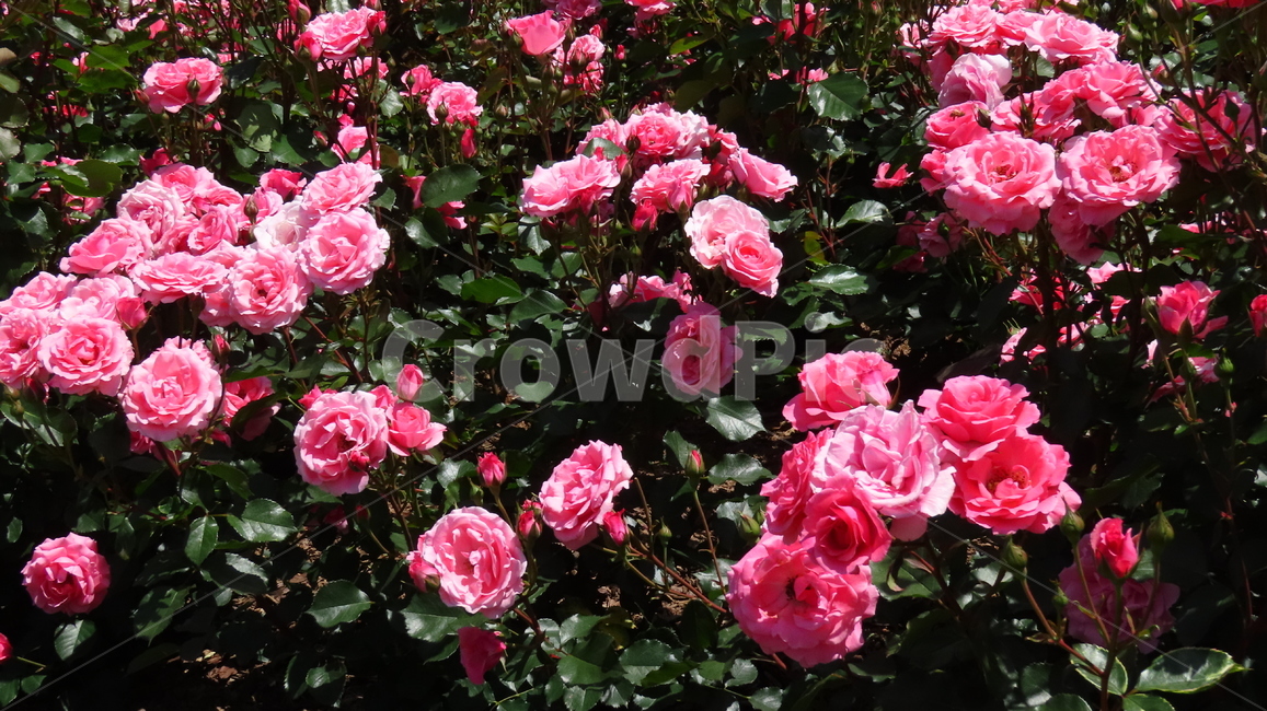 장미,장미정원,꽃,flower,flowers,rose
