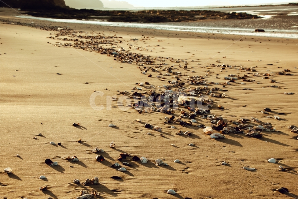 바다,자연,모래,조개,햇빛,해변,바다,beach,sea