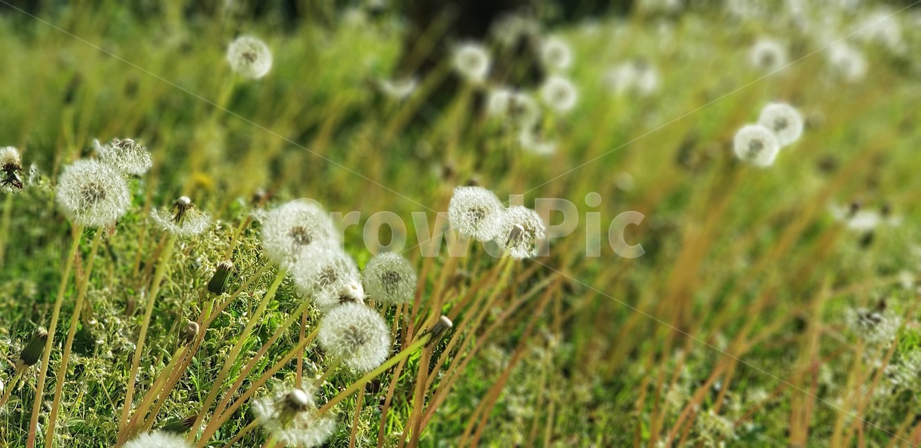 민들레,민들레홀씨,자연,식물,nature,green,white,화이트,초록,식물,자연,plants,nature,꽃,flower