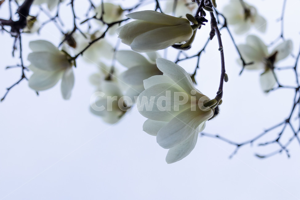 목련,백목련,봄꽃,목련꽃,흰목련,식물,자연,plants,nature,꽃,flower