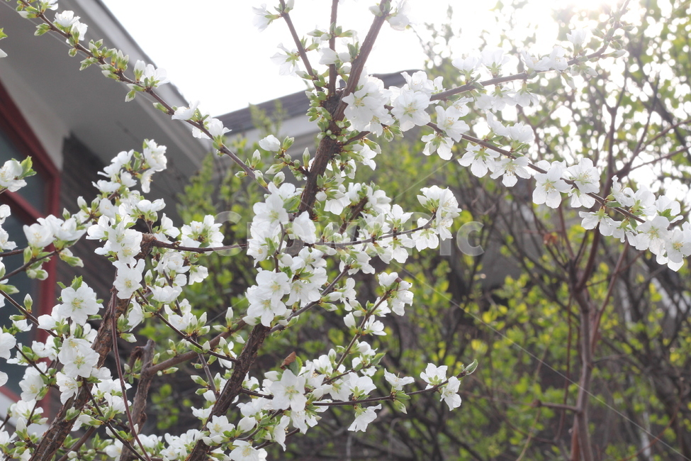 cherry,cherry tree,blossom,fruit,tree,flower,spring flowers,fruit tree,plant