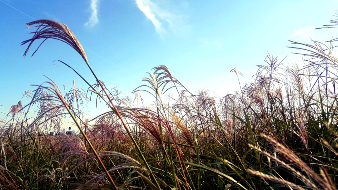 autumn,갈대,하늘,잔디,식물,가을,초목,가을,계절,fall,autumn,season