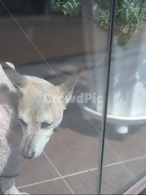 강아지,개,dog,문,햇살