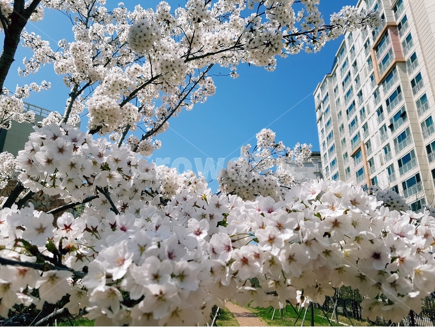 벚꽃,봄,하늘,풍경,꽃,도시,풍경,city,landscape,한국도시풍경,한국도시경관,korea cityscape,식물,자연,plants,nature,꽃,flower,plant,blossom