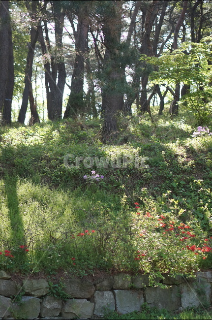 나무,잎사귀,초록,봄,햇살,빛비침,따스함,자연,풍경,nature,landscape,식물,plants,나무,trees,wood,tree,plant,tree trunk,나무 줄기