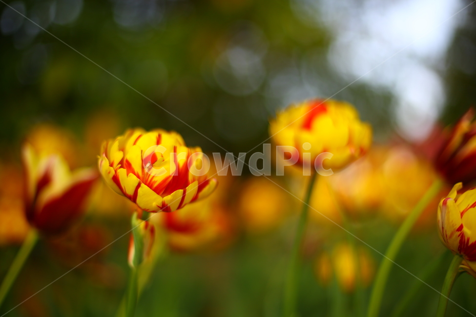 봄,꽃,튤립,연지공원,햇살,꽃말,봄,계절,spring,season,식물,자연,plants,nature,꽃,flower,감성,sensible,feeling,plant,blossom,tulip