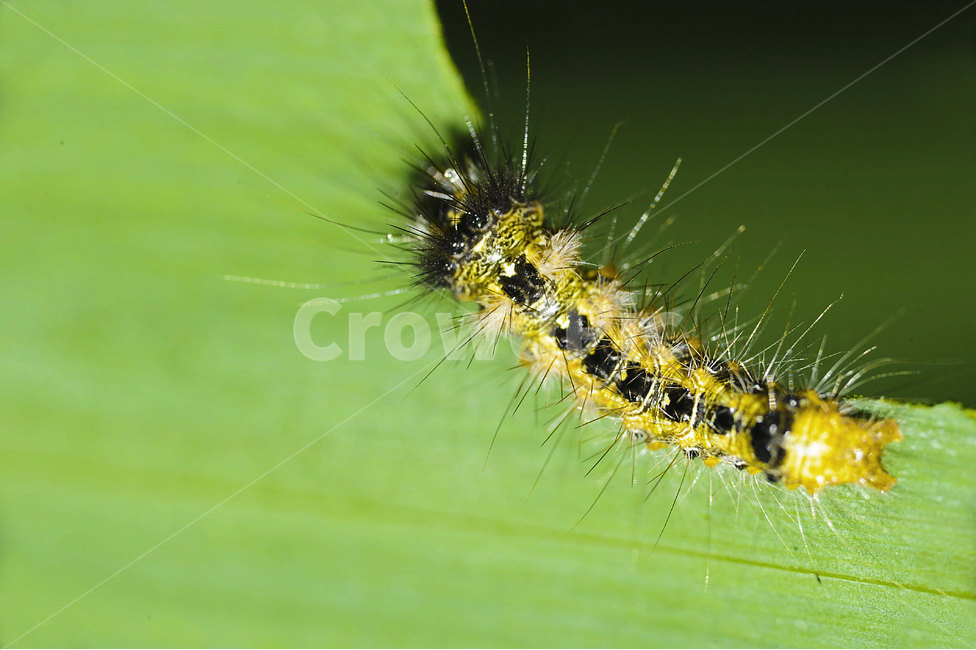 곤충,자연,동물,여름곤충,insect,bug,animal,nature,접사,클로즈업,closeup,곤충,벌레,insect,bug