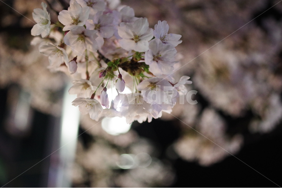 벚꽃,꽃,봄꽃,봄,봄배경화면,봄바탕화면,식물,꽃잎,꽃송이,벚꽃엔딩,자연,배경화면,바탕화면,봄,계절,spring,season,식물,자연,plants,nature,꽃,flower,plant,blossom