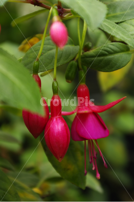 후크시아,꽃,식물,flower,plant,식물,자연,plants,nature,꽃,flower