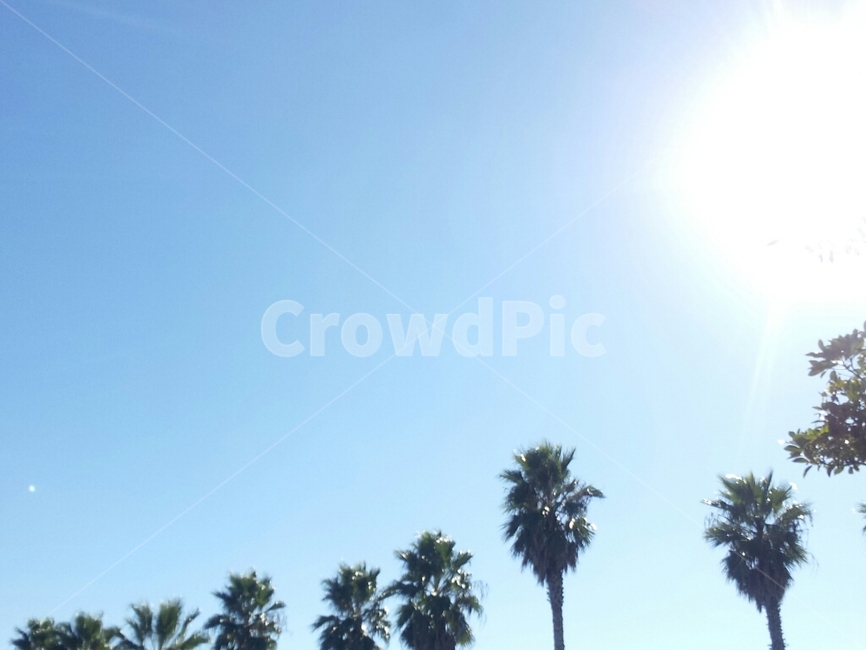 nature,자연,sun,태양,sky,하늘,tree,나무