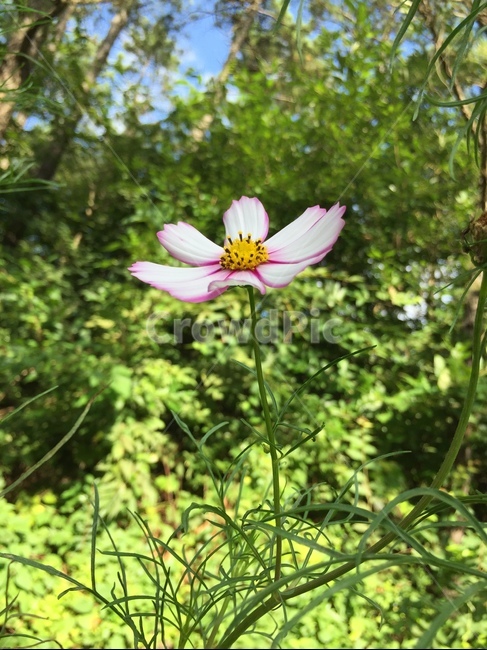 pollen,화분,plant,식물,색상,코스모스,식물,자연,plants,nature,꽃,flower