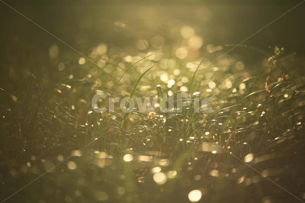풀,잔디,자연,빛,해지는날,light,green,노란색,태양,식물,자연,plants,nature,휴식,힐링,rest,relaxation,healing