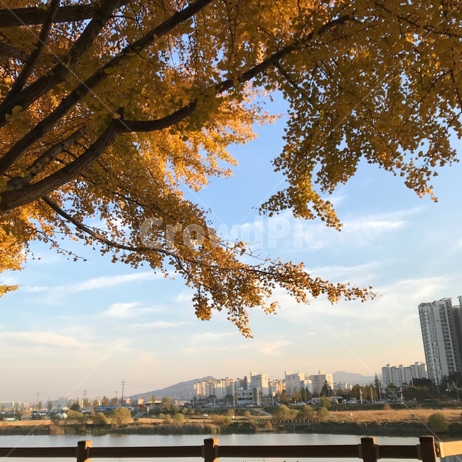 가을,fall,은행,은행나무,은행나무길,풍경