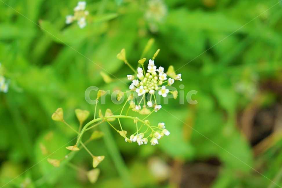 꽃,봄,플라워,flower,냉이꽃,flowers,들꽃,들판,spring,nature,자연