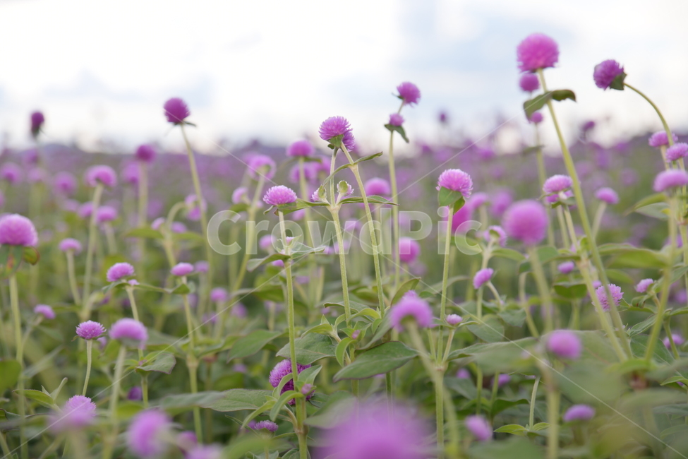자연,꽃,야생화,풀,공원,가을,계절,fall,autumn,season,식물,자연,plants,nature,꽃,flower,plant