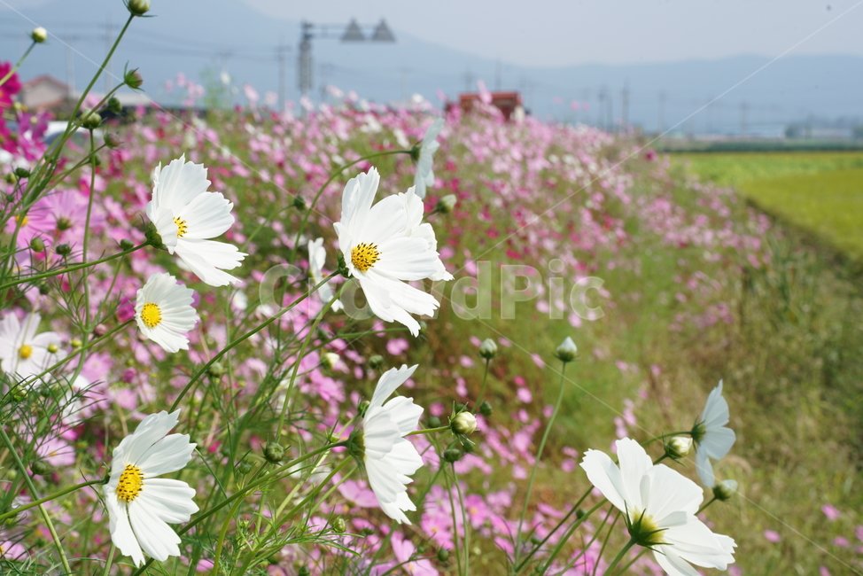 cosmos,flower,코스모스,꽃,두상화,국화과,가을,가을꽃,plant,식물,자연,풍경,nature,landscape,식물,plants,꽃,flower