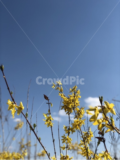 봄,꽃,개나리,구름,봄꽃,노란색,노란꽃,spring,yellow,flower,cloud,forsythia,bloom,식물,자연,plants,nature,꽃,flower