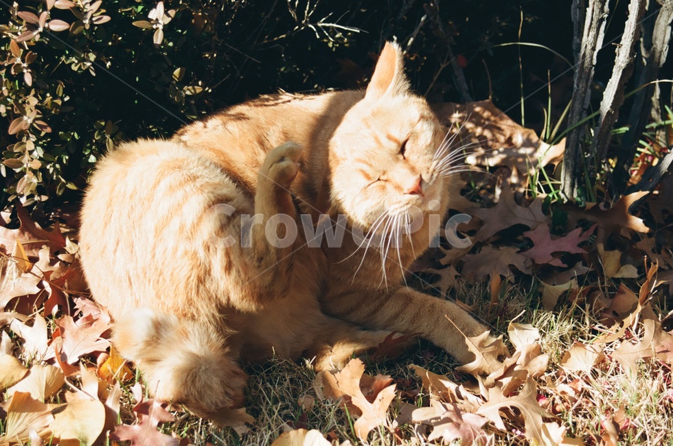 동물,고양이,포유류,animal,cat,kitten,표정,감성사진,감정,emotion,동물사진,가을,계절,fall,autumn,season,동물,animal,포유류,mammal,고양이,cat,kitten,kitty,감성,sensible,feeling,manx,맨 섬 사람
