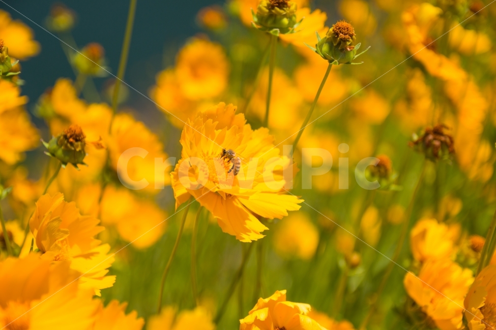 풍경,꽃,벌,거리,여름,노랑,식물,자연,plants,nature,동물,animal,곤충,벌레,insect,bug,꽃,flower