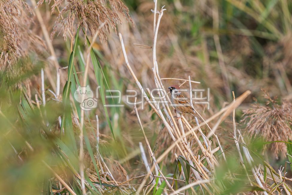 sparrow,resident bird,brown,brown,black,white,wings,beak,passerine,passerine family,bird,animal,nature,outdoor,river