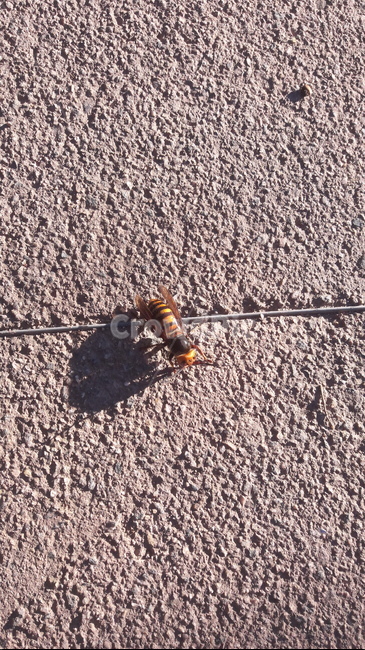 호넷,hornet,bee,벌,곤충,말벌