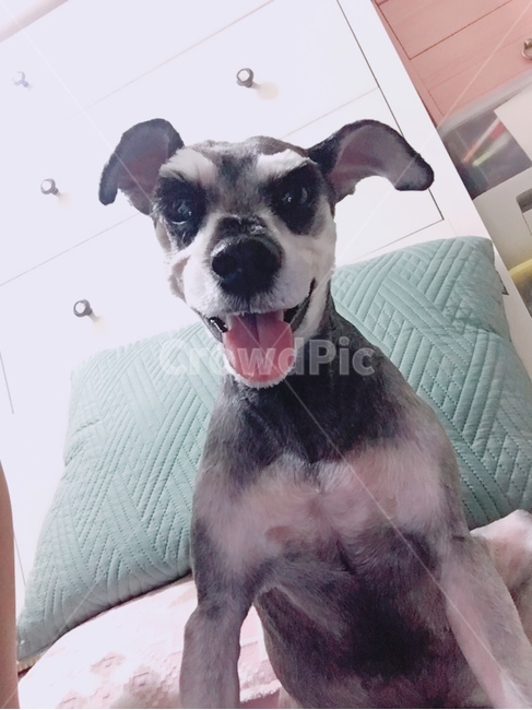 슈나,슈나우져,강아지,개,웃는개,동물,animal,포유류,mammal,개,강아지,dog,doggy