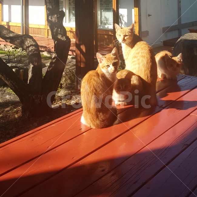 고양이,동물,자연,힐링,길냥이,오후,햇살,전원,전원생활,전원주택,가족,반려묘,반려동물,nature,animal,동물,animal,포유류,mammal,고양이,cat,kitten,kitty,가족,패밀리,family,휴식,힐링,rest,relaxation,healing