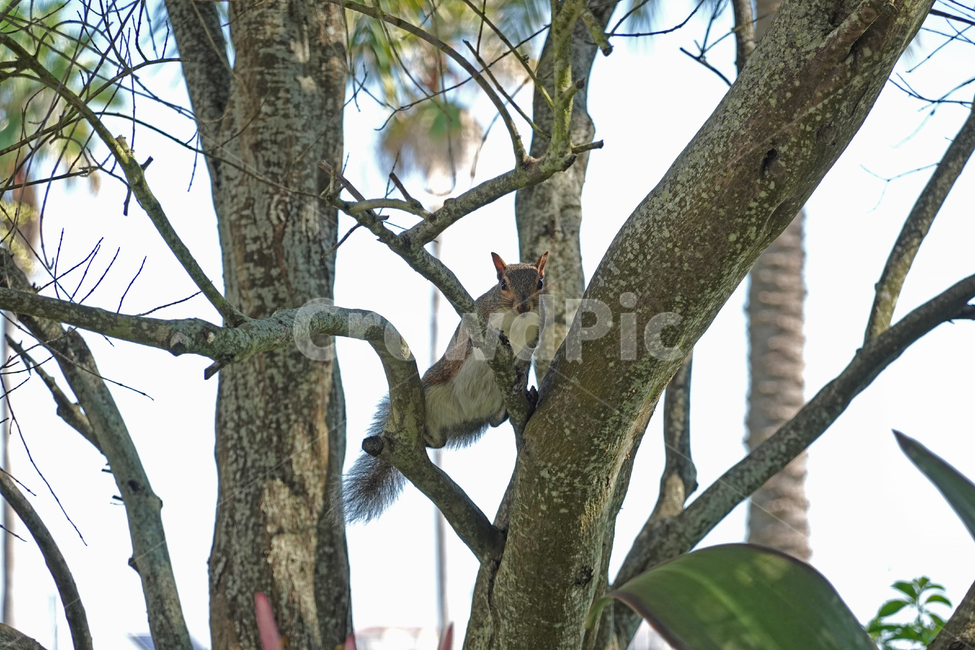 다람쥐,나무,squirrel,chipmunk,tree,나무줄기,플로리다,florida