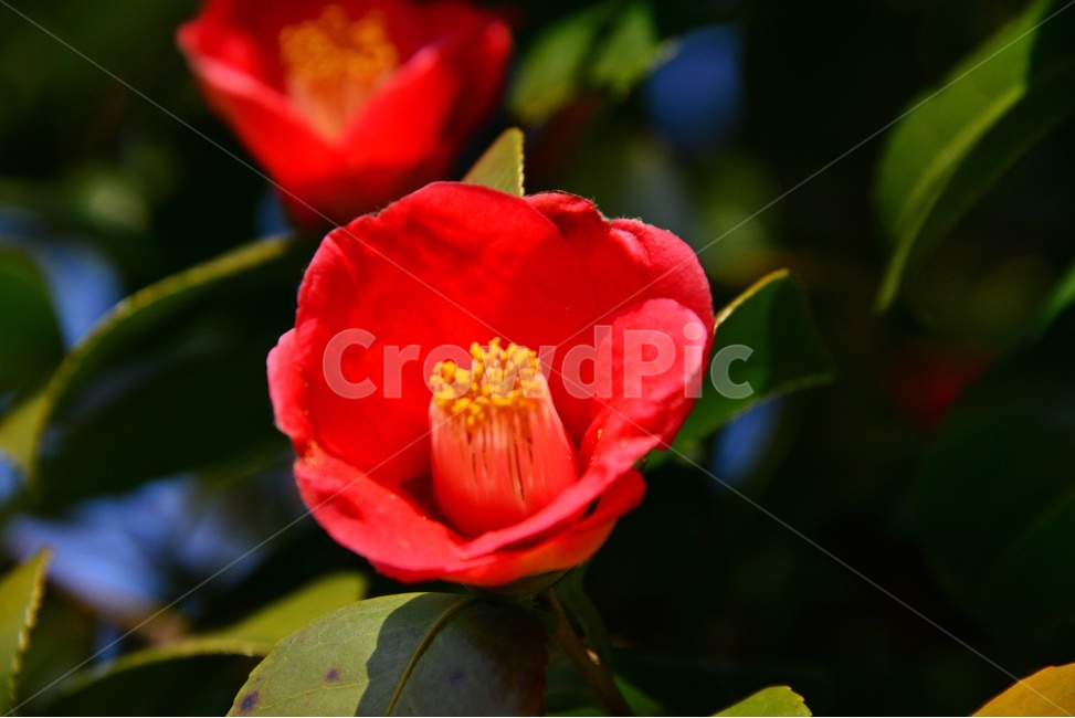 plant,식물,flower,rose,blossom,꽃,봄,계절,장미,식물,자연,plants,nature,꽃,flower