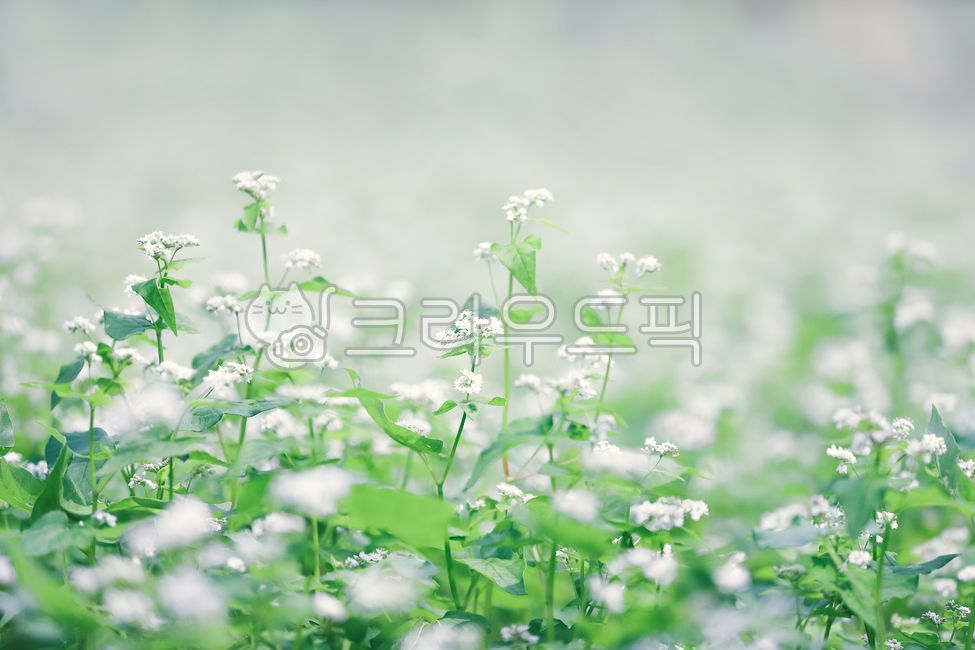 메밀꽃,메밀밭,메밀꽃밭,plant,식물