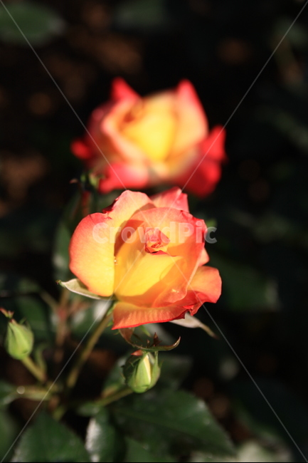 꽃,오월,장미,봄꽃,rose,봄,빨간,봄,계절,spring,season,식물,자연,plants,nature,꽃,flower,blossom,plant
