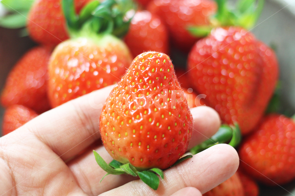 딸기,과일,음식,strawberry,fruit,food,음식,식재료,요리,food,cook,meal,dishes,food reserves,과일,열매,fruit