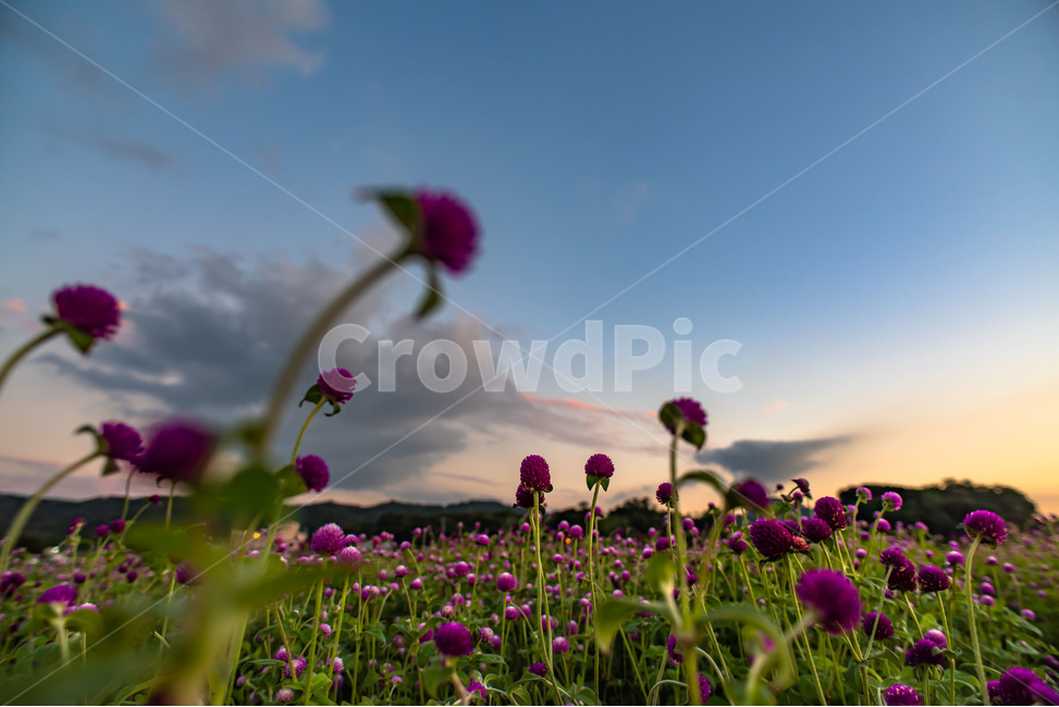 꽃,하늘,구름,천일홍,자연,식물,자연,plants,nature,꽃,flower