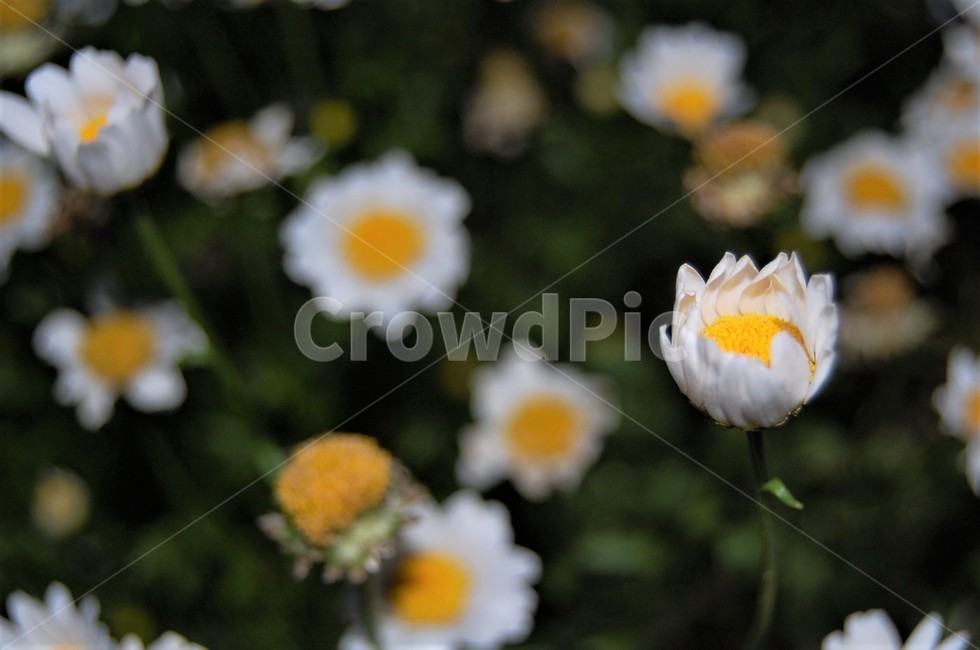 들꽃,꽃,flower,plant,식물,캐모마일,데이지,포커스아웃,식물,자연,plants,nature,꽃,flower